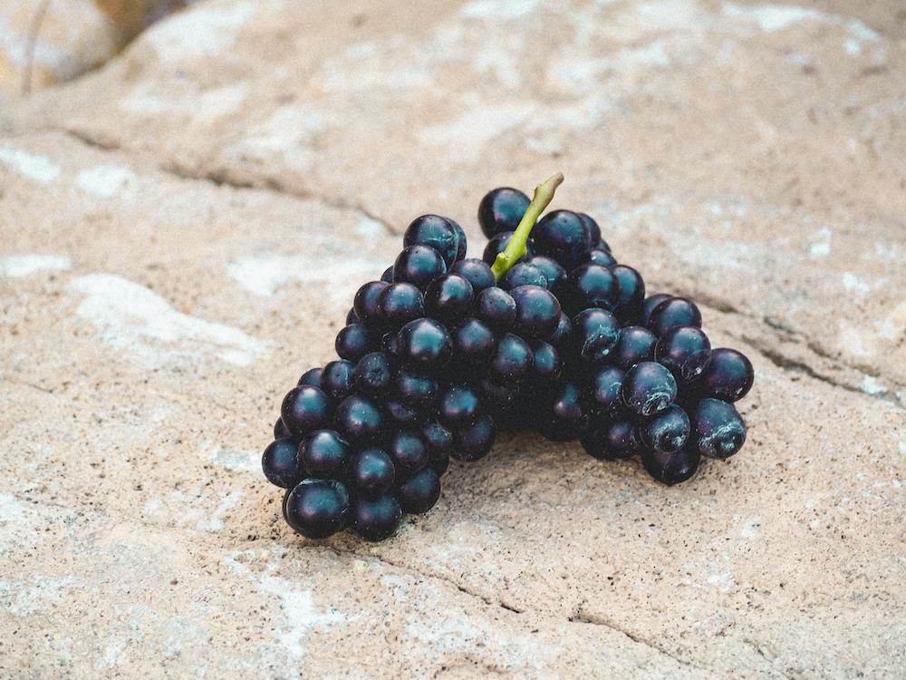 ヴィニクローブ – タグ 